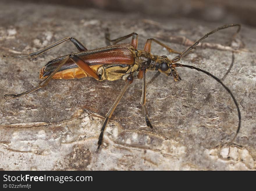 Variable longhorn beetle (Stenocorus meridianus) Macro photo.