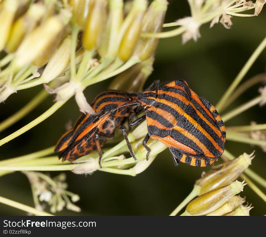 Striped shield bugs (Graphosoma lineatum)