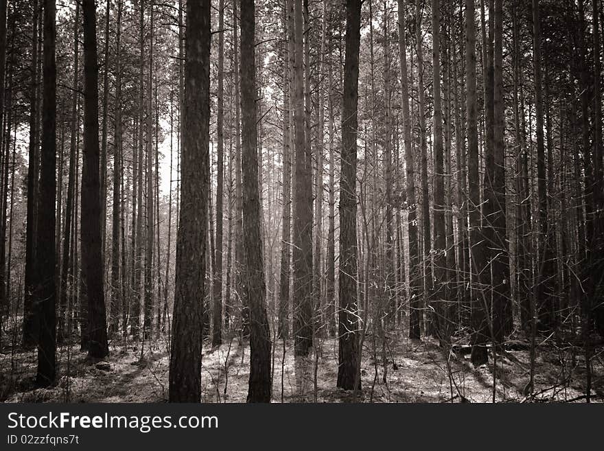 Beautiful misty forest