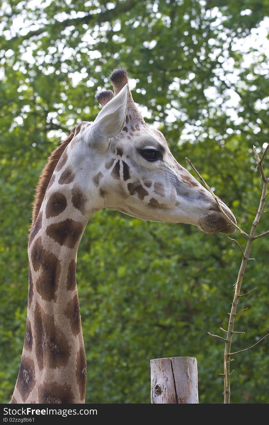 Giraffe portrait on a green leaves background