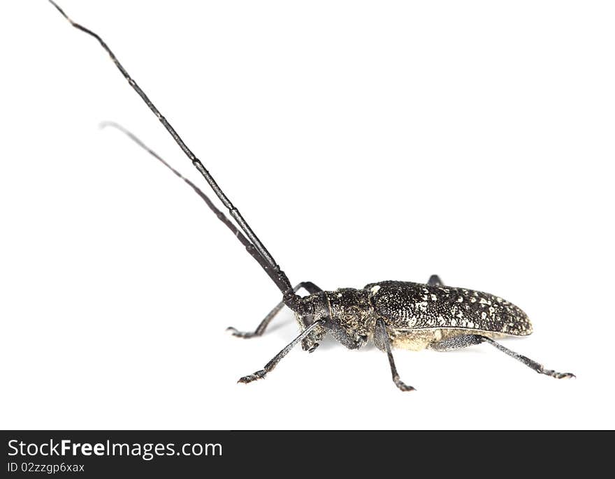 Small white-marmorated long-horned beetle (Monochamus sutor)