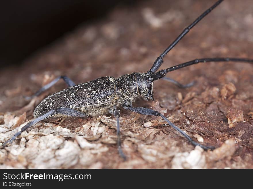 Small white-marmorated long-horned beetle