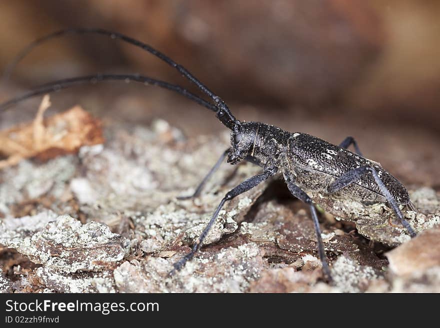 Small white-marmorated long-horned beetle