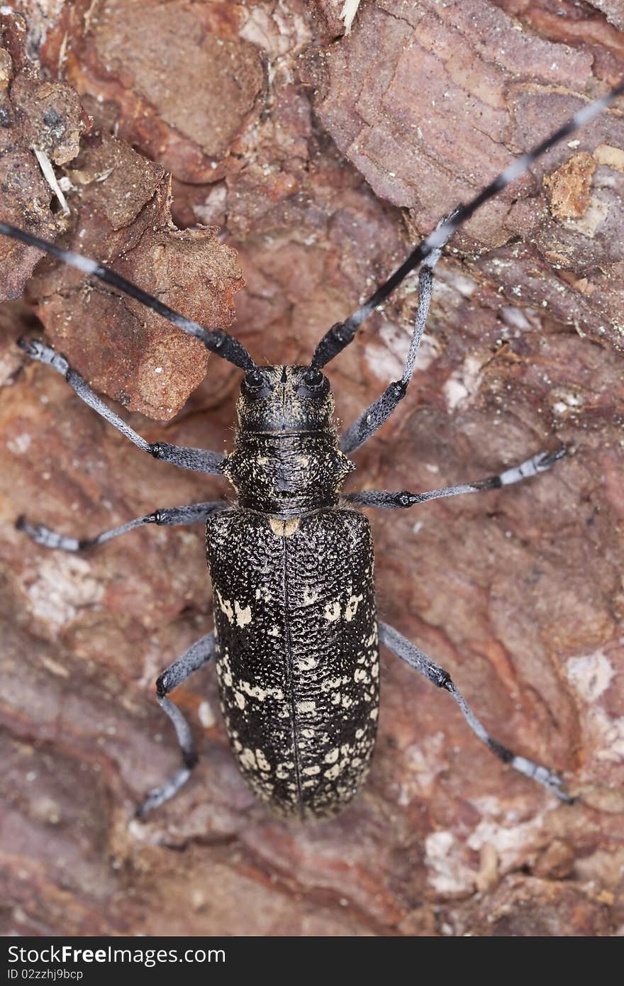 Small White-marmorated Long-horned Beetle