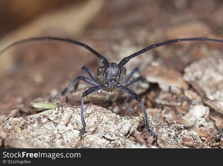 Small White-marmorated Long-horned Beetle