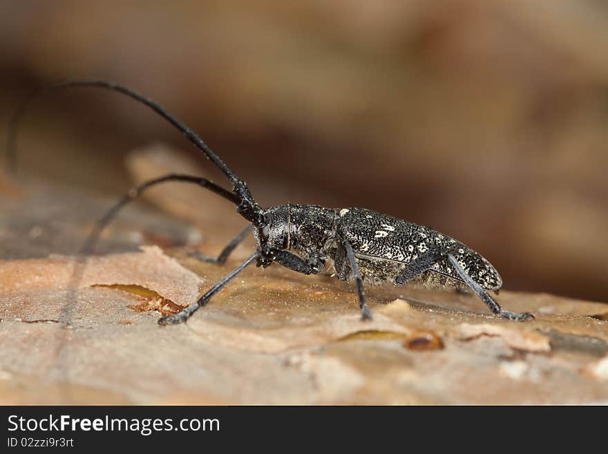 Small white-marmorated long-horned beetle (Monochamus sutor)