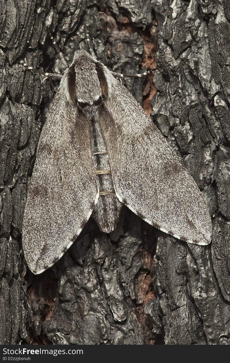 Pine Hawk-moth (Sphinx Pinastri)