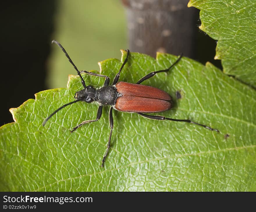 Blood-red long horn beetle