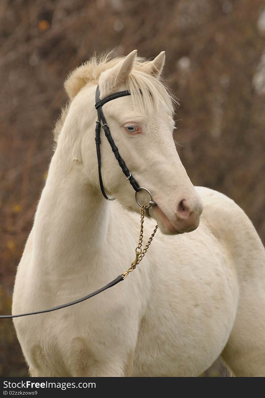 Portrait of a young horse