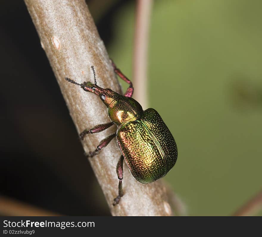 Weevil (Byctiscus betulae)