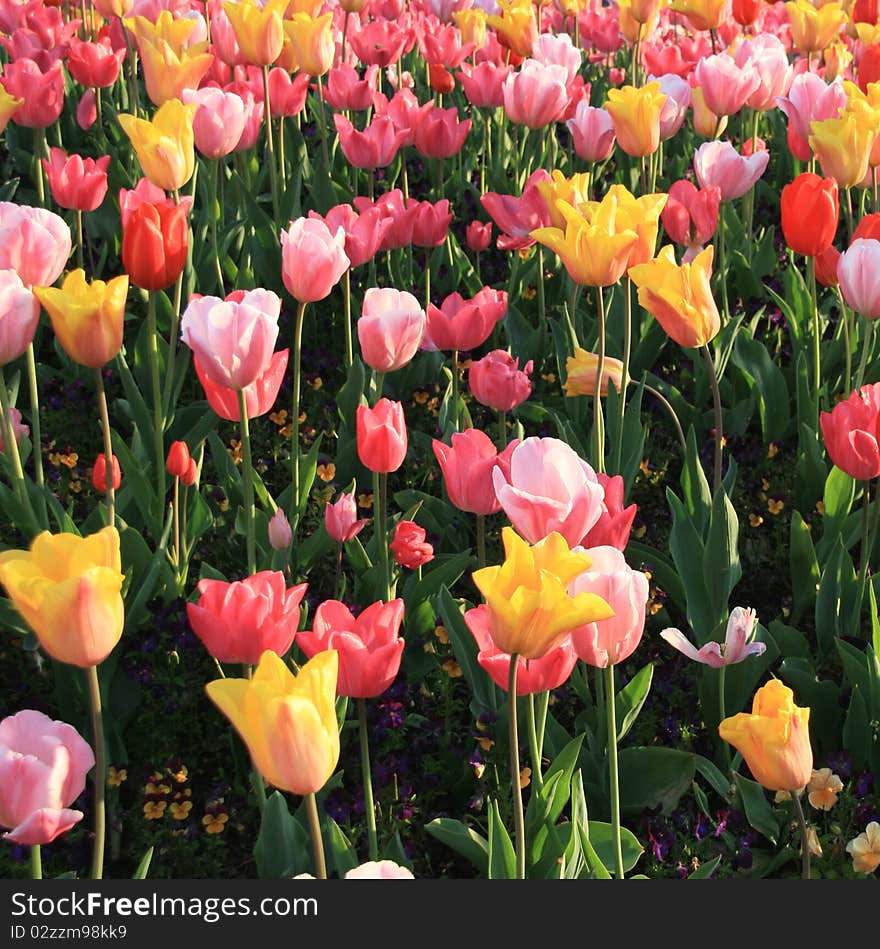 Tulips