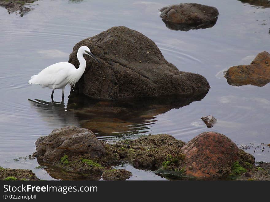 Egret garzette in search of its meal