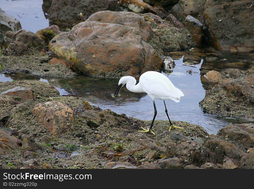 Egret garzette in search of its meal. Egret garzette in search of its meal