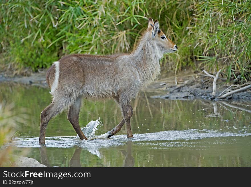 Waterbuck Walking