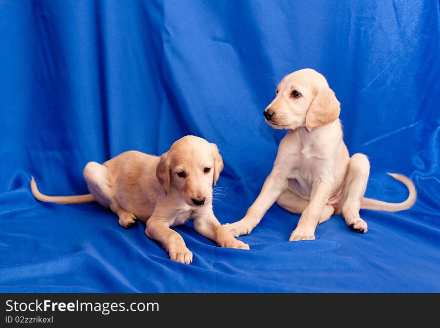 Two Saluki Pups