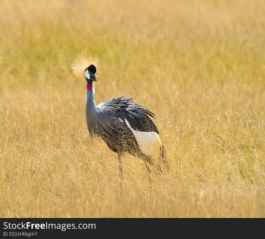 The Grey Crowned Crane