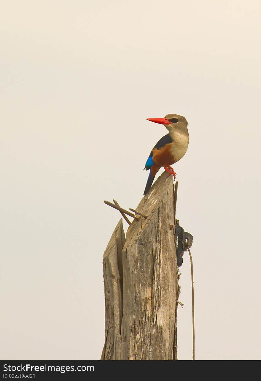 A Grey-headed Kingfisher on a pole