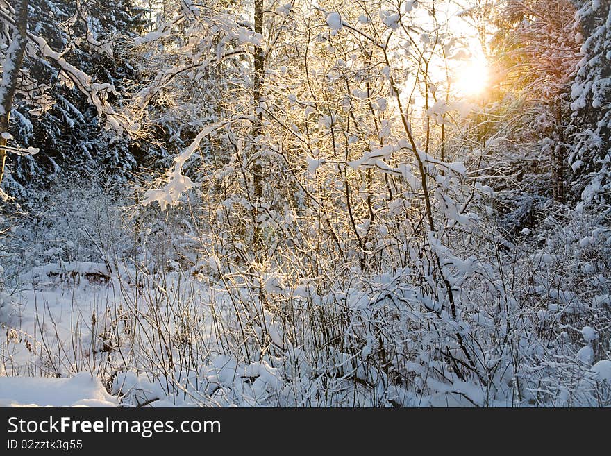 Sunset in fir forest