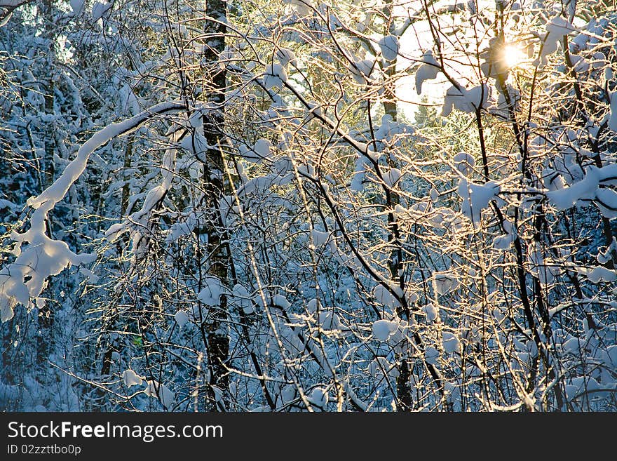 The setting sun through fir branches. The setting sun through fir branches