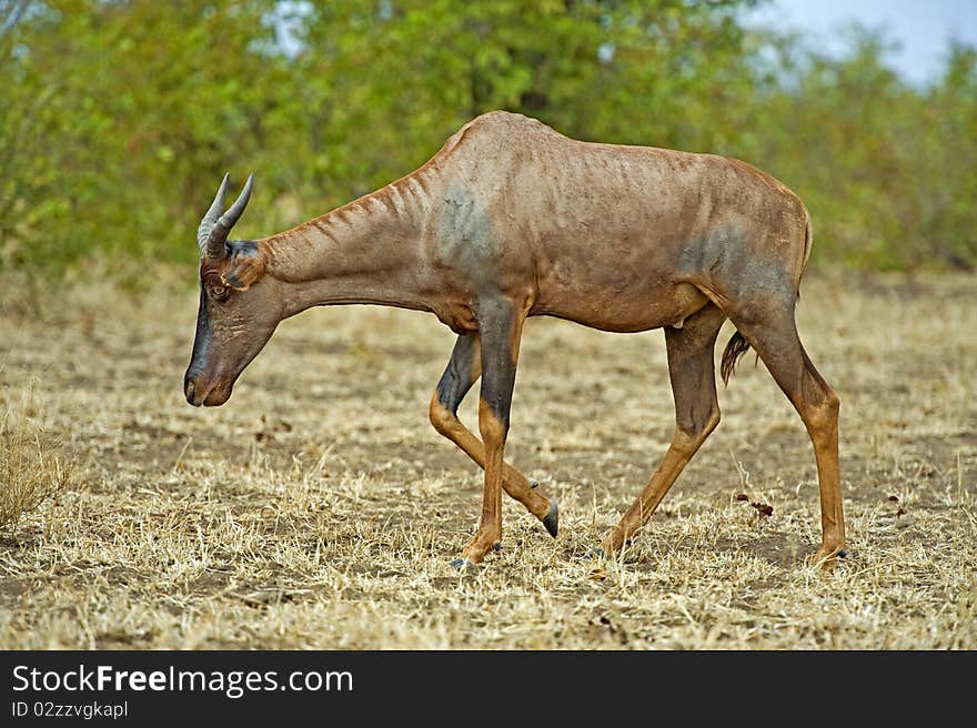 A rare antelope walks past the photographer