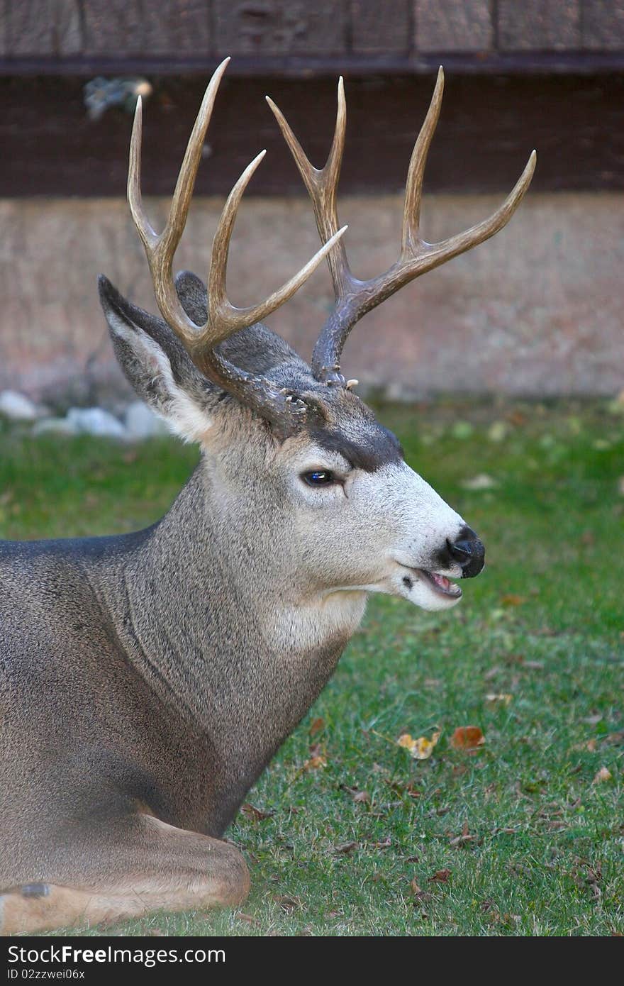 Resting Buck