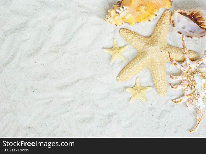 Starfish and shells on the beach. Starfish and shells on the beach