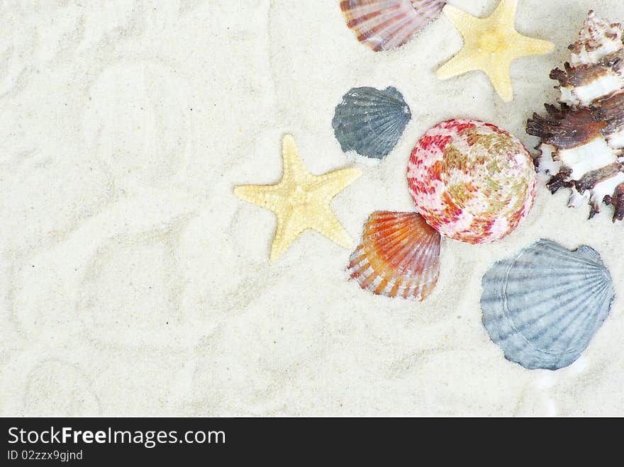 Starfish and shells on the beach