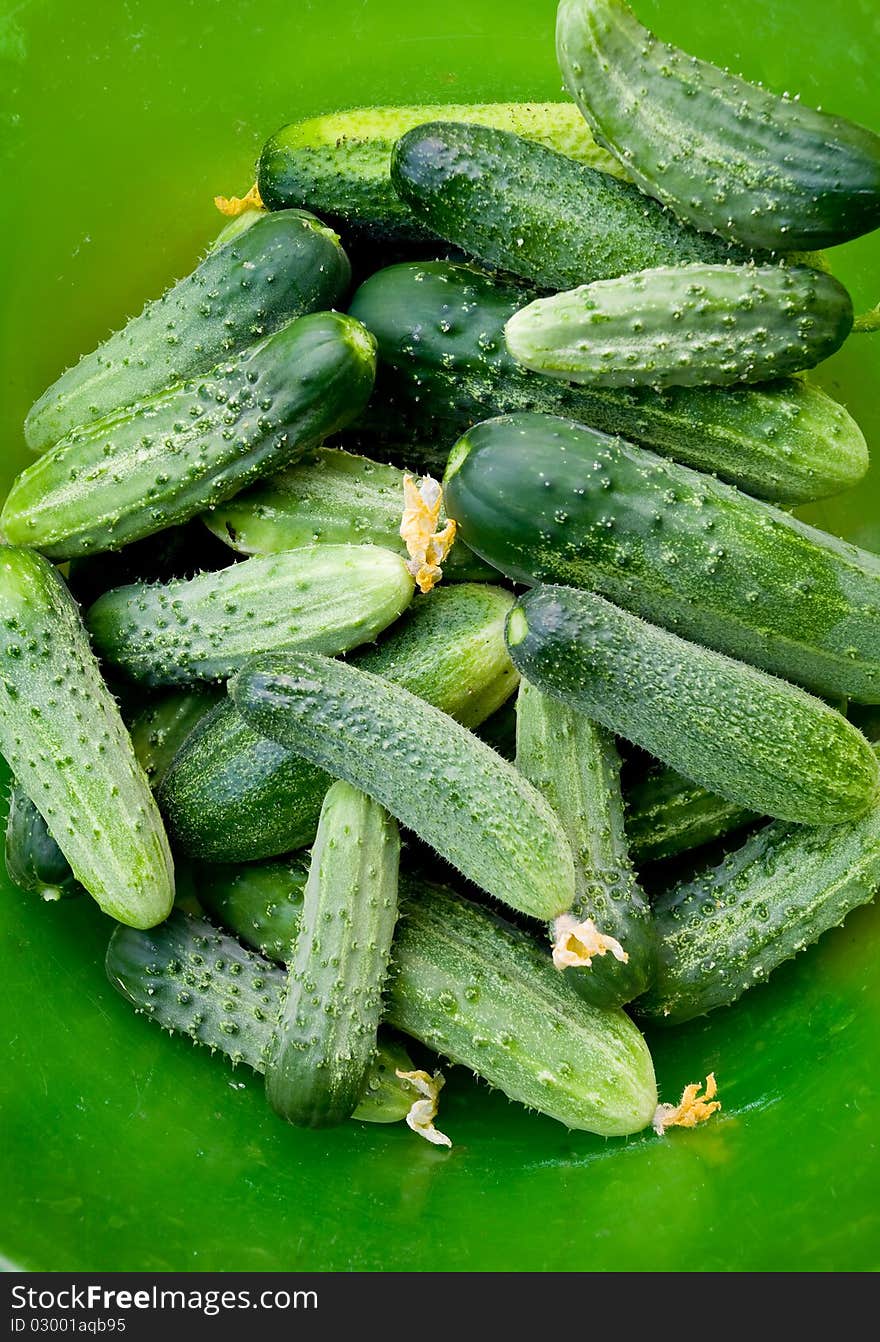 Many fresh cucumbers in green bucket