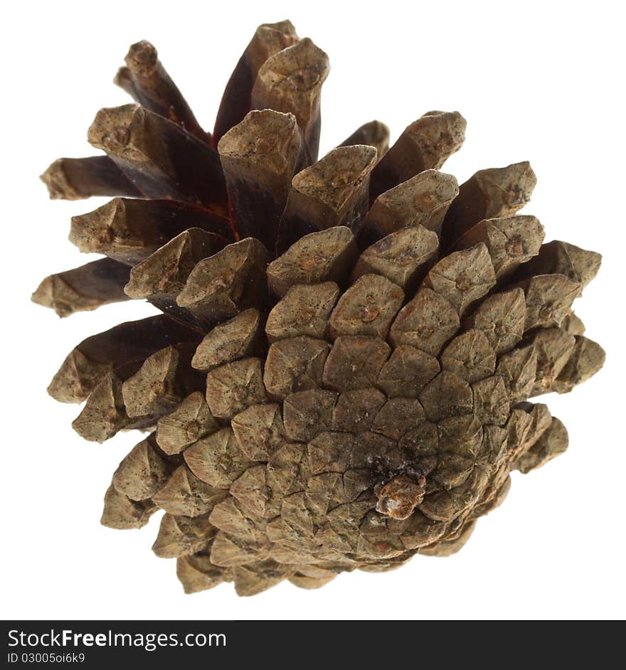 Close-up big pine cone, isolated on white