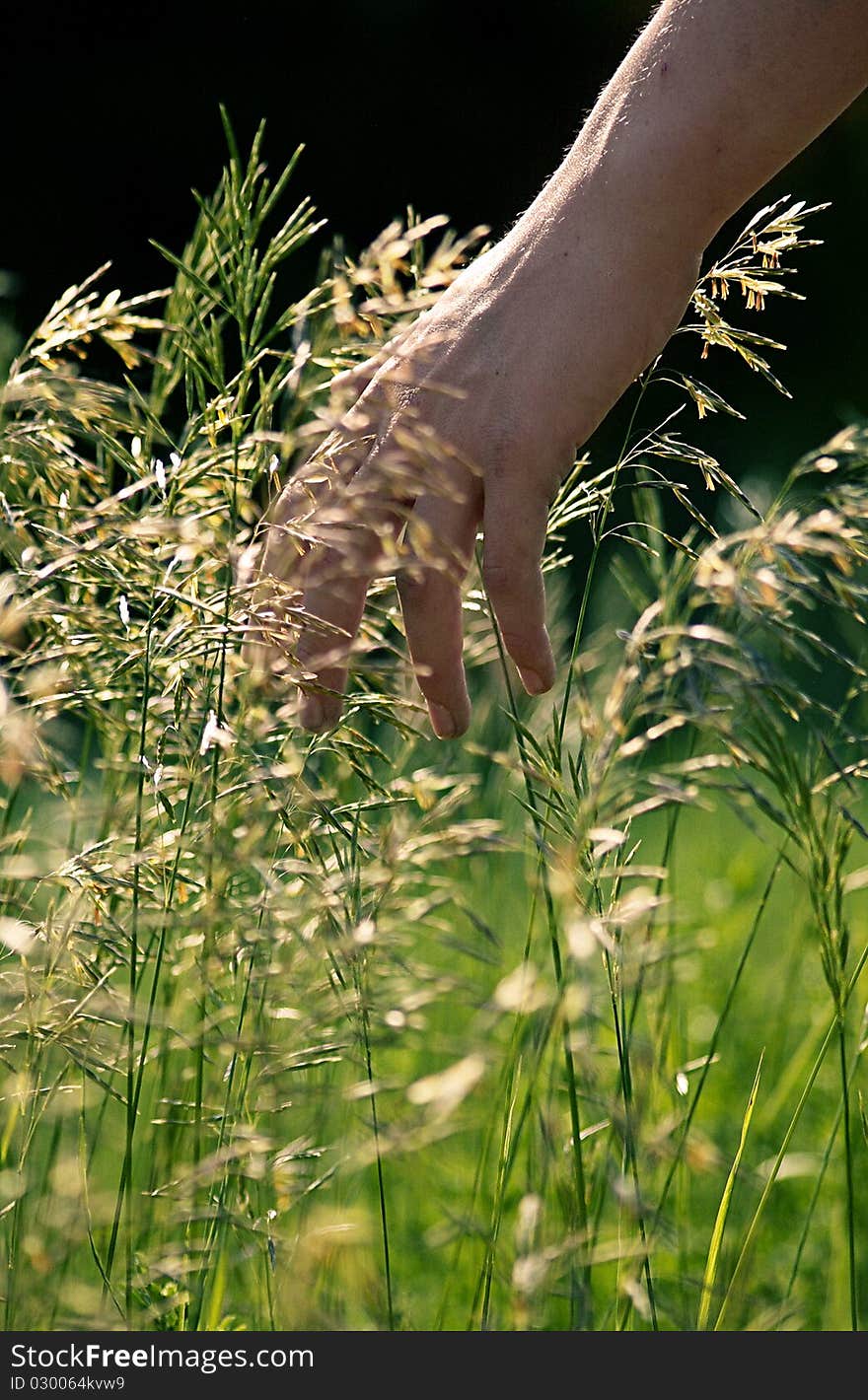 Fingers trailing through a meadow. Fingers trailing through a meadow.