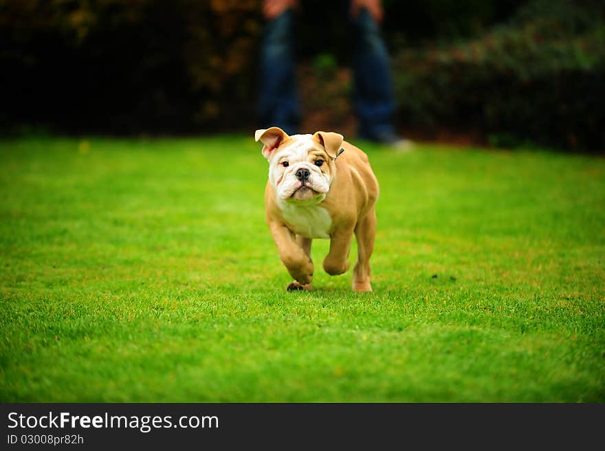 Buldog running