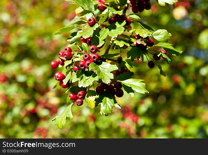 Red berries on the tree. Green bush with clusters of red berries.