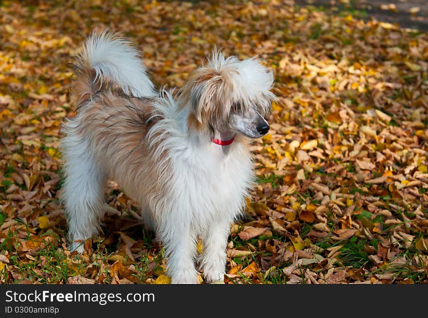 Chinese Crested Dog, 1 years old, standing of grass.