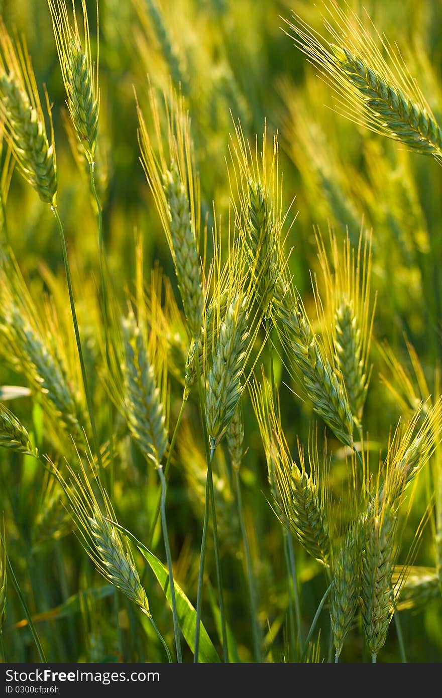 Close-up ears of wheat in field, selective focus