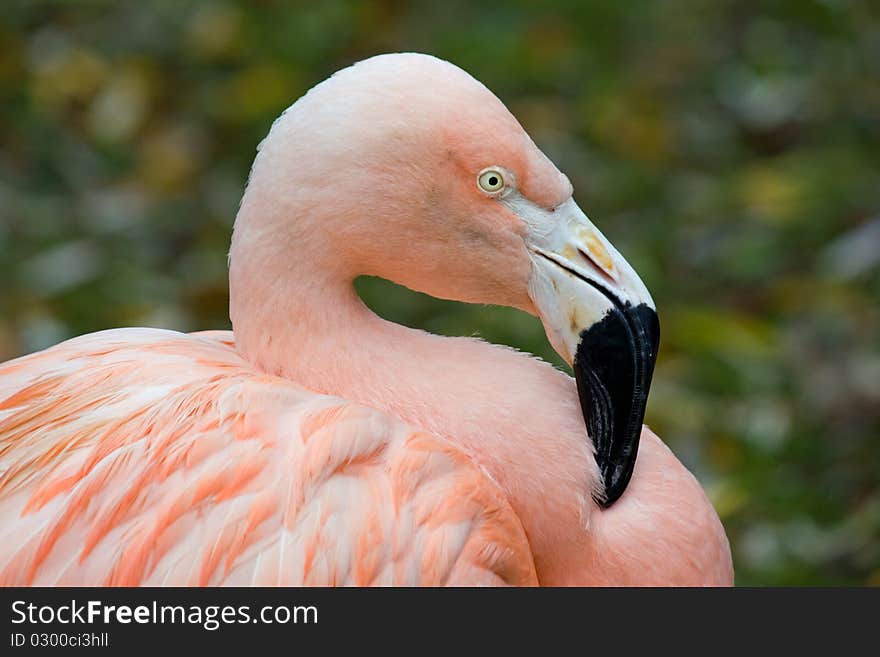 Close-up pink flamingo