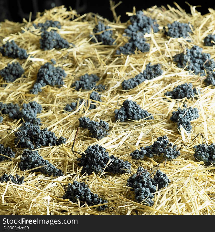 Grapes drying for straw wine, Czech Republic