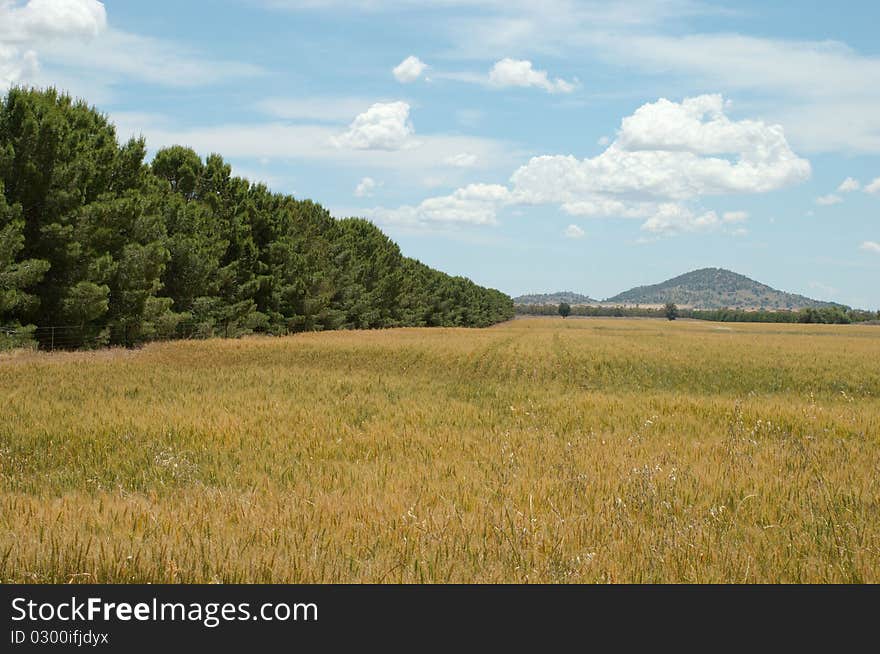 A tree lined landscape in the country. A tree lined landscape in the country