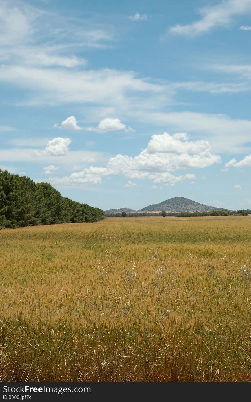 A tree lined landscape in the country. A tree lined landscape in the country