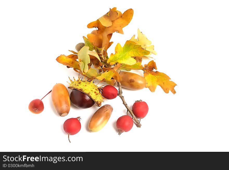 Autumn composition of leaves, acorns, chestnuts and berries. Autumn composition of leaves, acorns, chestnuts and berries.