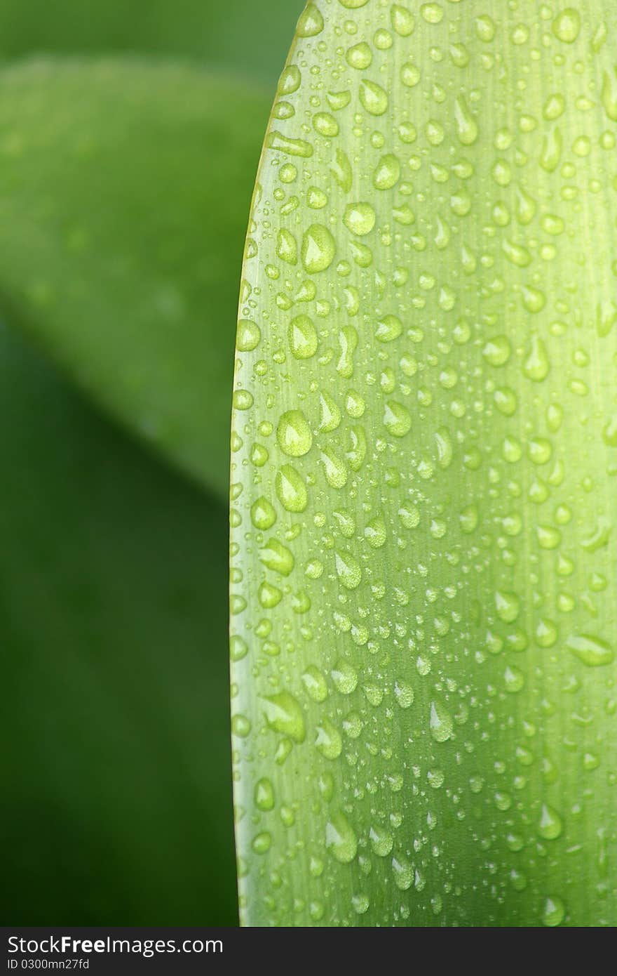 Crisp water droplets on a lush green leaf. Crisp water droplets on a lush green leaf