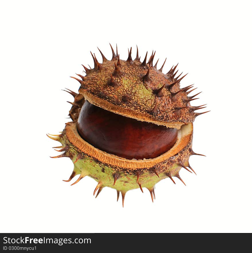 Chestnut on white background close up. Chestnut on white background close up