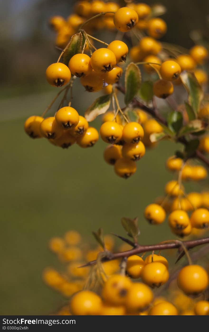 Autumn yellow berries in front of green grass