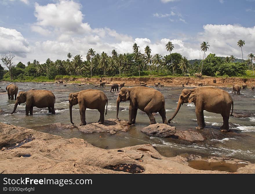 Walk of elephants in the river. Walk of elephants in the river