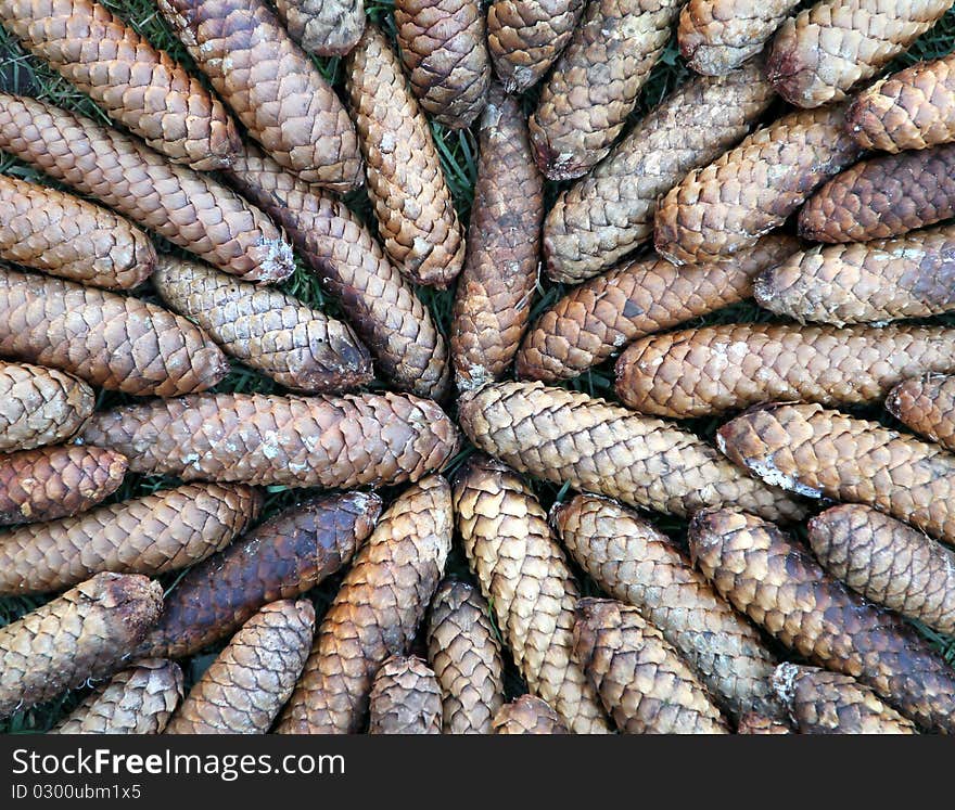 Cones of the spruce (Picea abies). Cones of the spruce (Picea abies)