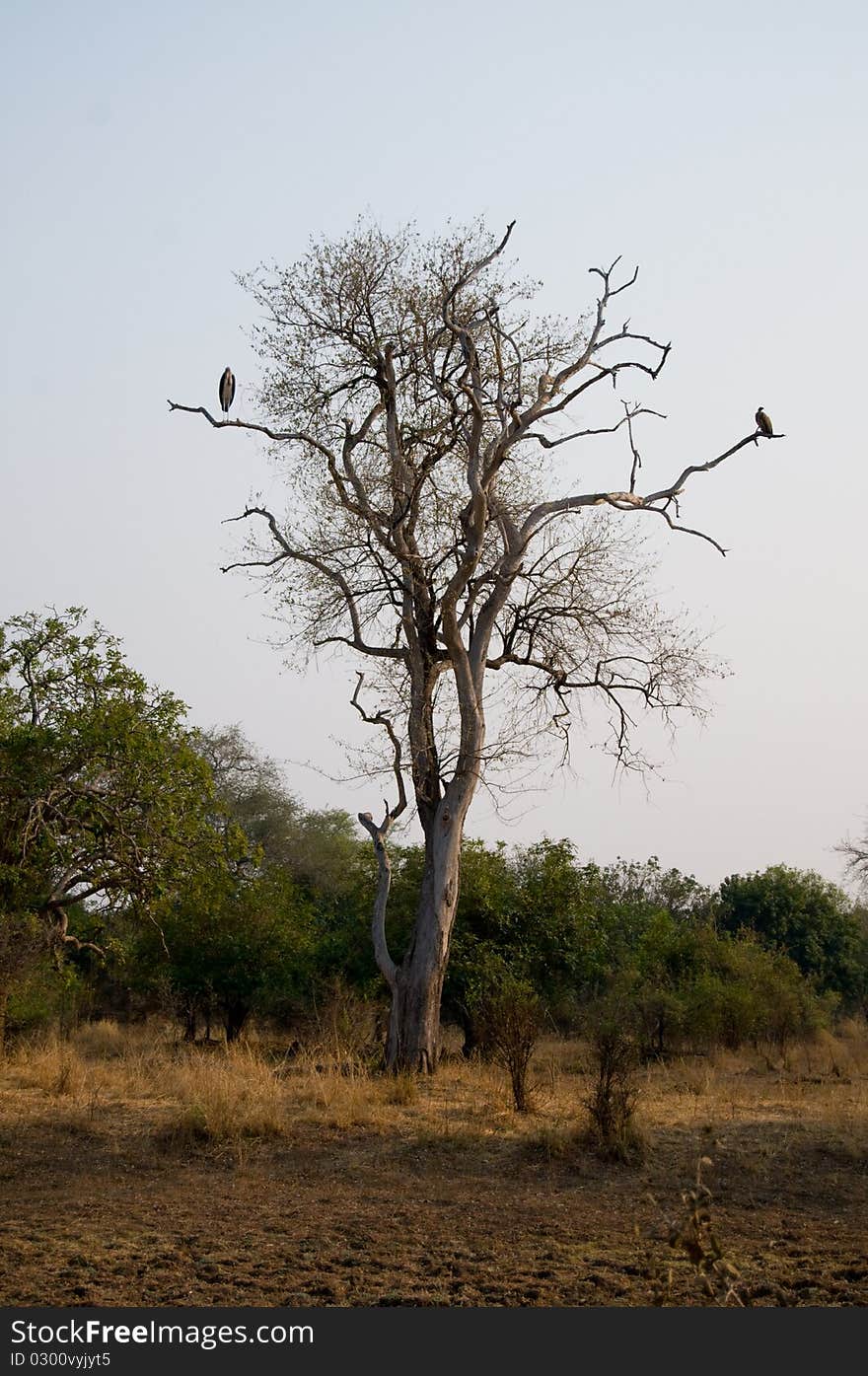 Stork And Vulture In Tree