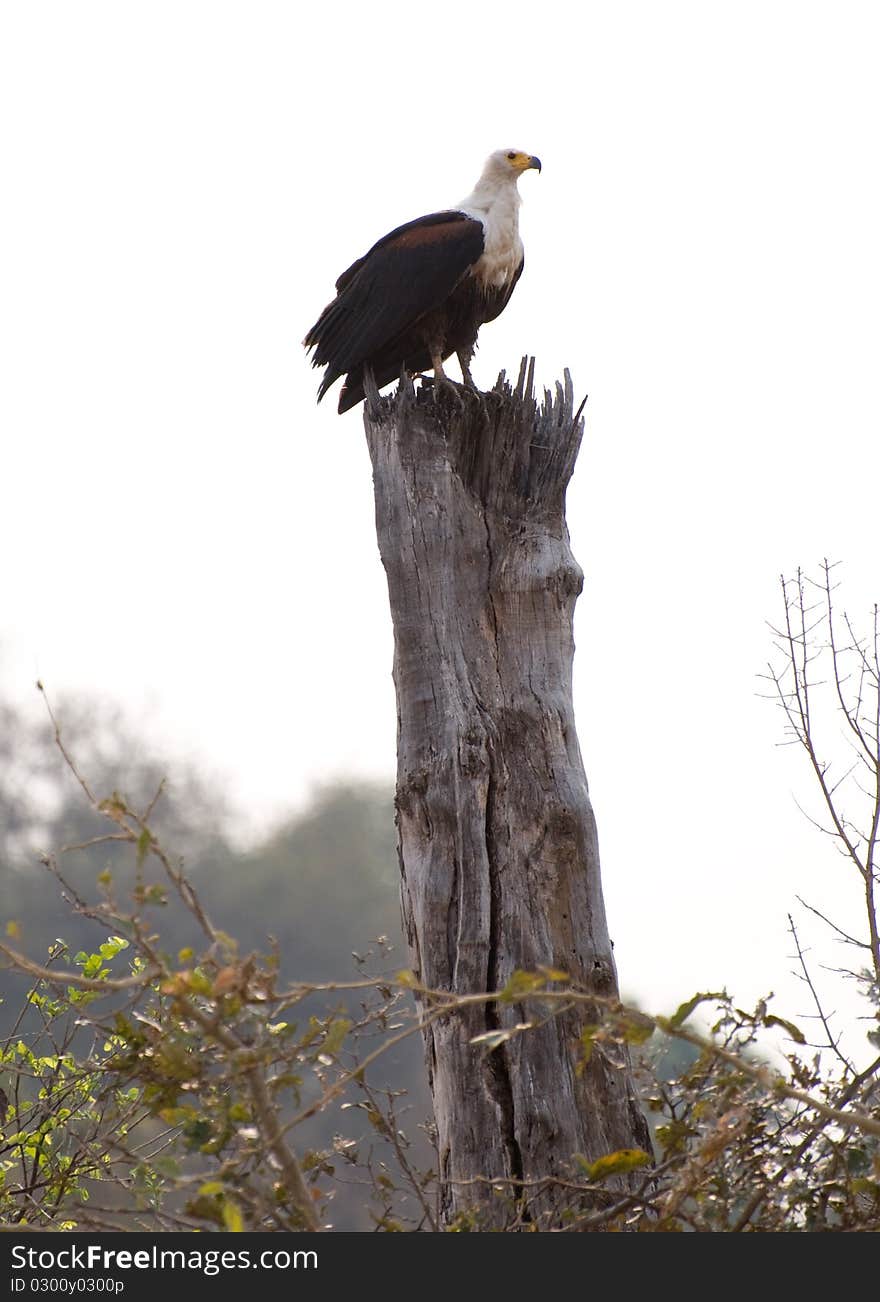 Eagle perched on a dead tree stump. Eagle perched on a dead tree stump