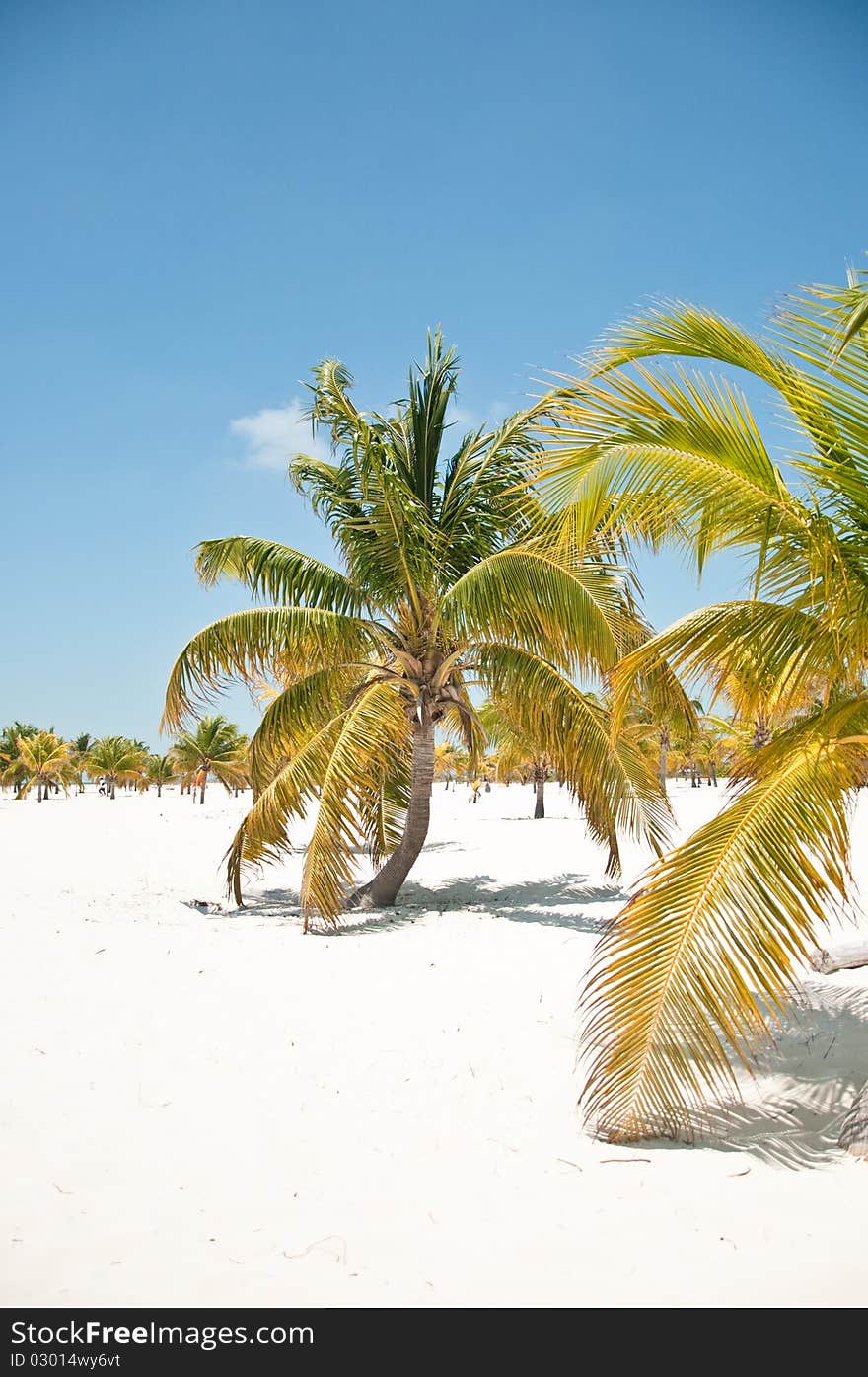 Palm trees on the beach