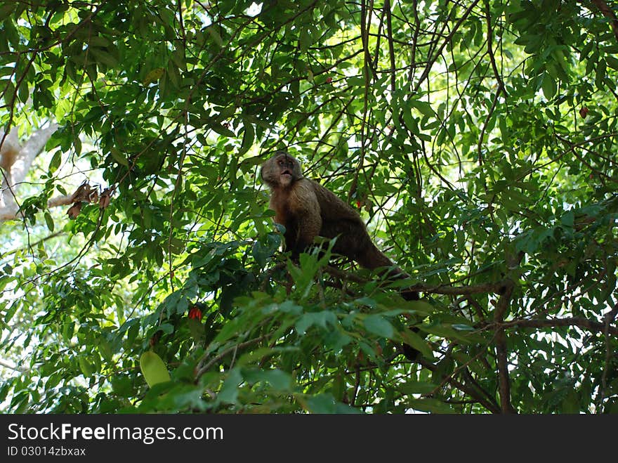 Monkey stares out from a tree. Monkey stares out from a tree