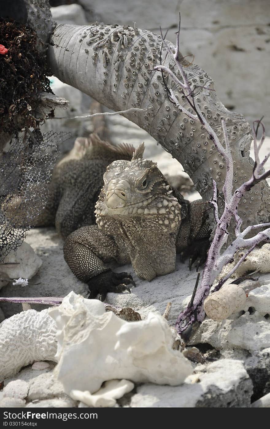 Wild iguana on the stone