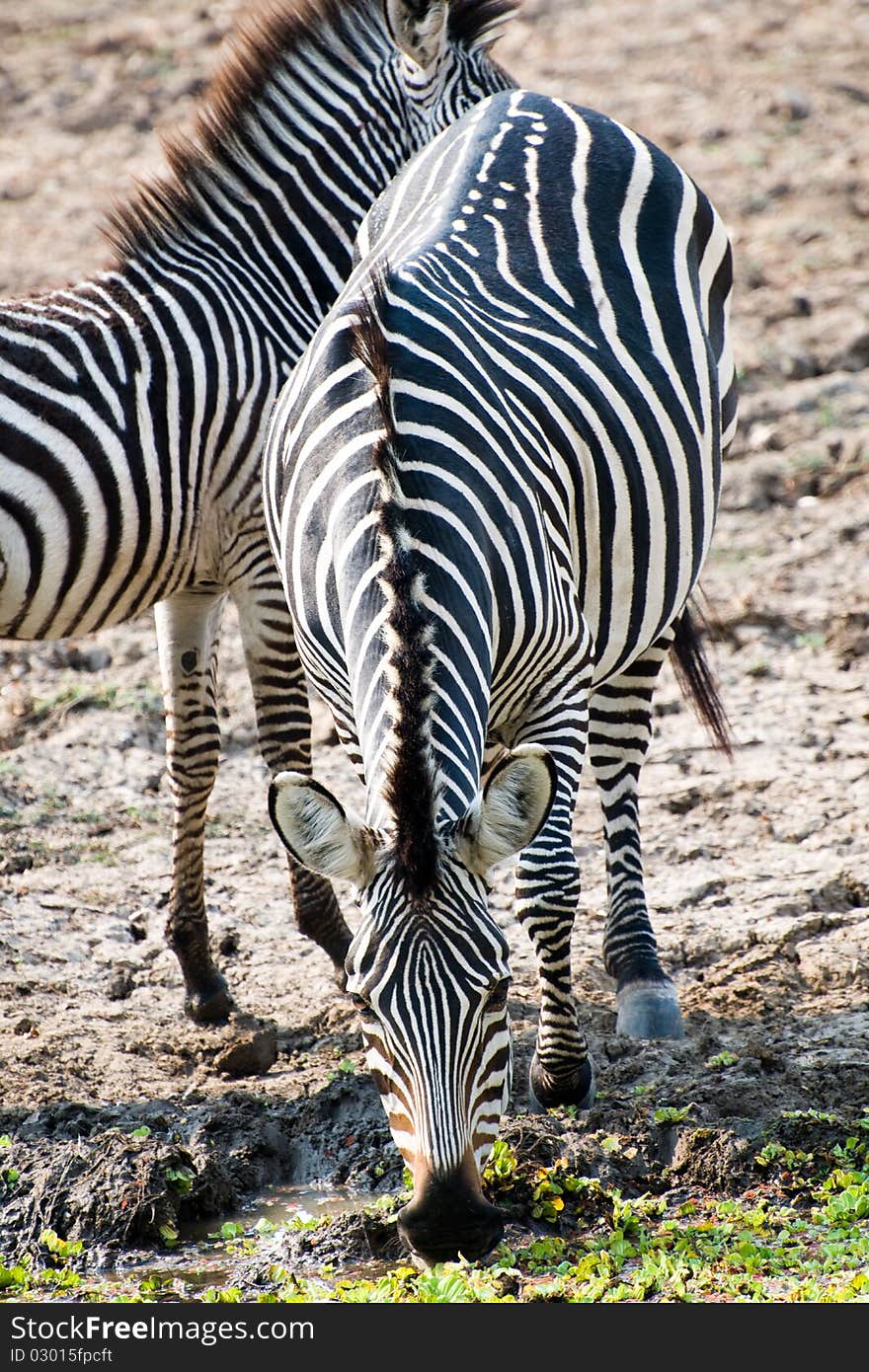 Beautiful African zebra drinking water. Beautiful African zebra drinking water